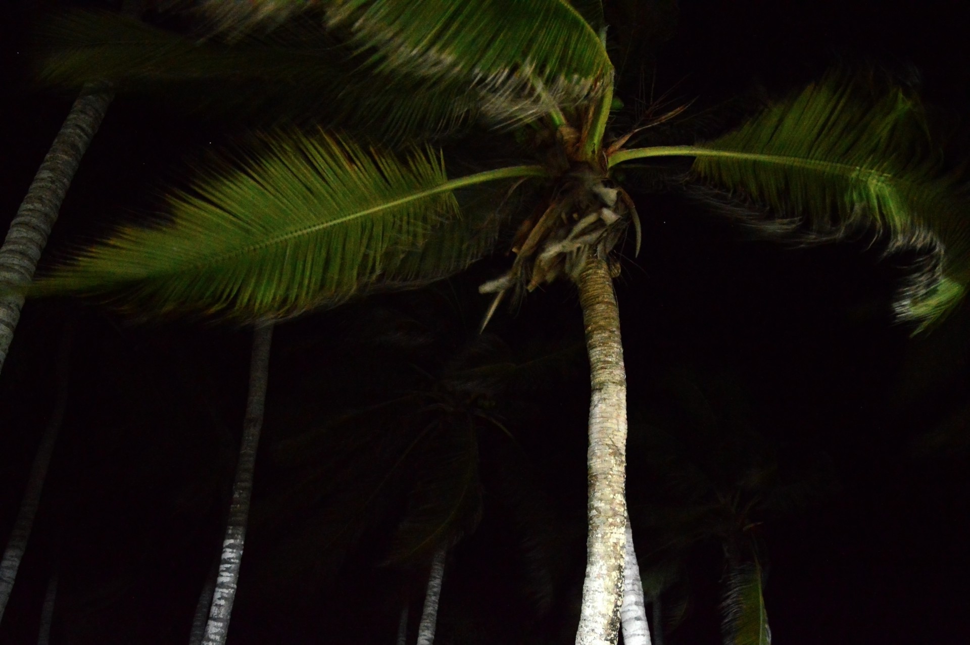 MARTINA ROSA PALM WIND