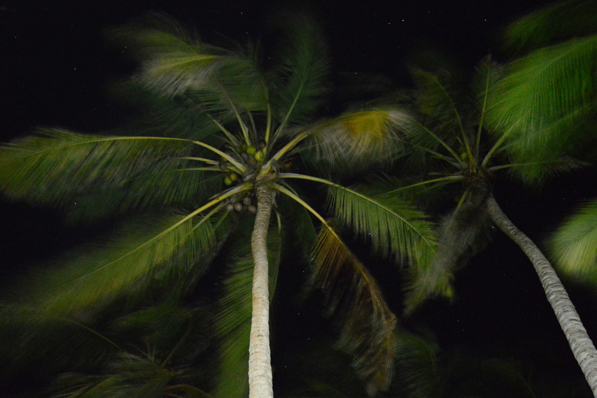 MARTINA ROSA PALM WIND