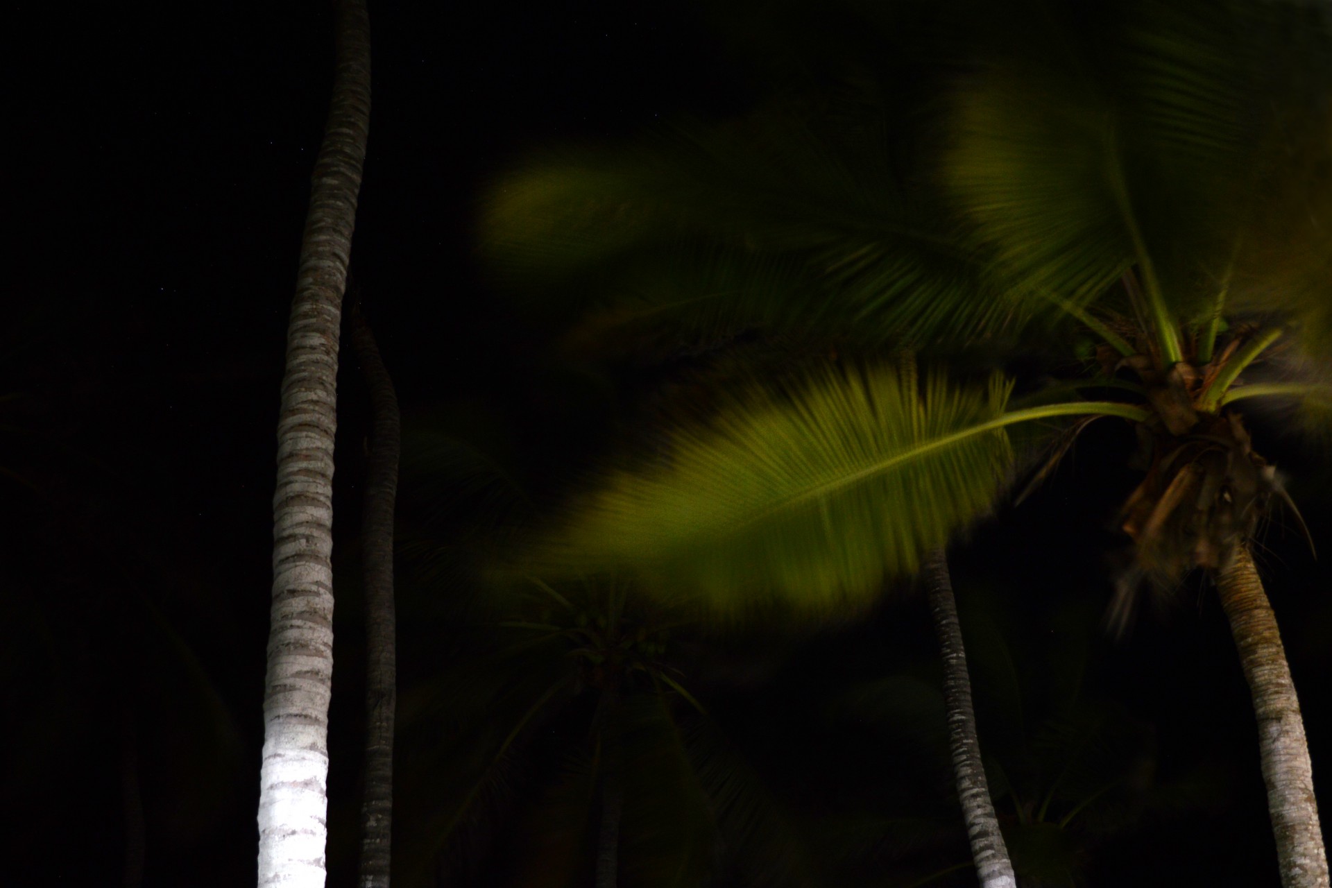 MARTINA ROSA PALM WIND