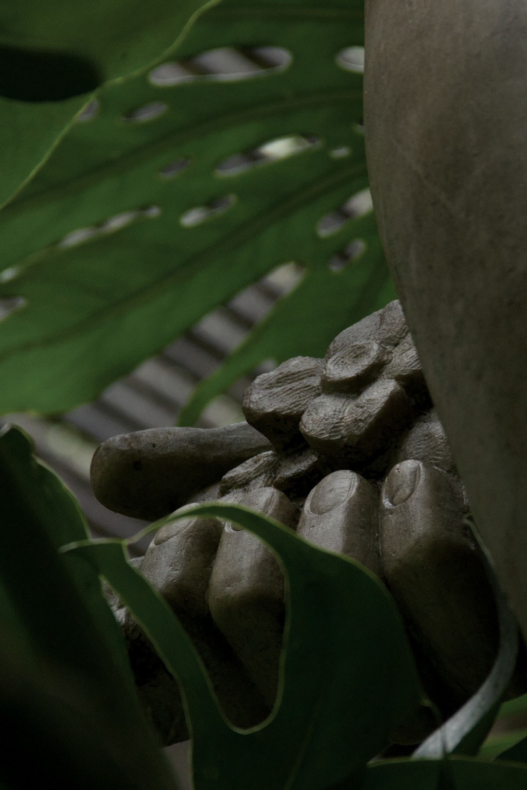MARTINA ROSA JARDIM BOTANICO DE COIMBRA